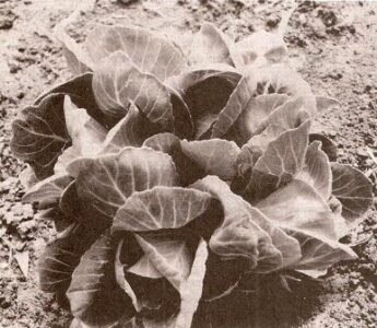 How to Grow Two Heads of Cabbage from One Plant Image